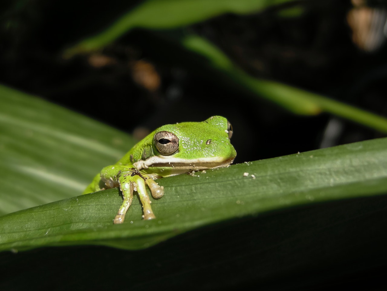 Eat That Frog - Marketing Psycho